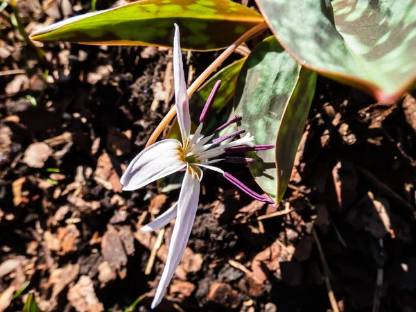 Köpek dişinin (Erythronium den-canis) yakın plan çekimi (Erythronium den-canis) 'Romanya' nın başıyla pembe, yıldız şeklinde yaprakları kıvrık ve beyaz liflerin üzerinde mor anterler bulunan çiçekleri