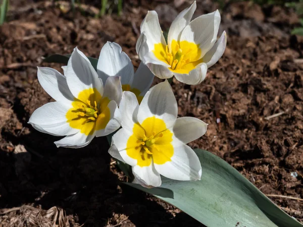 Primer Plano Flores Blancas Abiertas Los Tulipanes Policromados Tulipa Polychroma —  Fotos de Stock