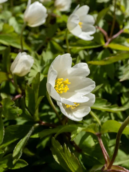 Macro Fiore Bianco Primaverile Anemone Legno Anemone Nemorosa Fioritura Pieno — Foto Stock