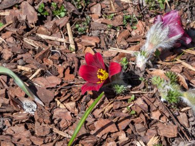 Kırmızı Pasque Çiçeği ya da Kırmızı Meadow Anemona- Pulsatilla Rubra 'nın yakın plan çekimi. Baharın başlarında kısa saplı altın sarısı pullu, çan şeklinde koyu kırmızı çiçeklerle övünüyor.