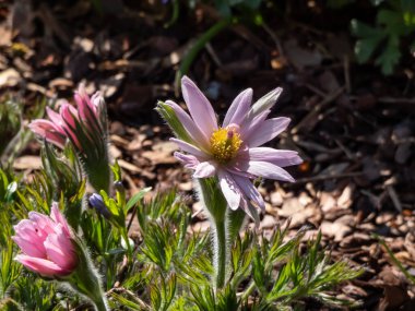 Güzel pembe Pasqueflower 'ın (Pulsatilla vulgaris) yakın plan çekimi.