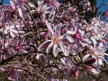 Pembe yıldız şeklinde çiçek açan yıldız manolyasının yakın plan çekimi - Magnolia stellata cultivar 'Rosea' nın parlak güneş ışığı altında. Güzel manolya manzarası