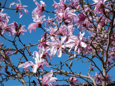 Çiçek açan yıldız manolyasının pembe yıldız şeklindeki çiçeklerinin yakın plan çekimi - Magnolia stellata cultivar 'Rosea' nın parlak güneş ışığı altında arka planda koyu mavi gökyüzü. Güzel manolya manzarası