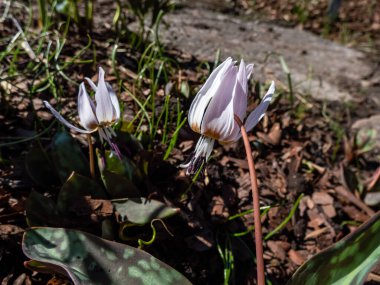Köpek dişinin (Erythronium den-canis) yakın plan çekimi (Erythronium den-canis) 'Romanya' nın başıyla pembe, yıldız şeklinde yaprakları kıvrık ve beyaz liflerin üzerinde mor anterler bulunan çiçekleri