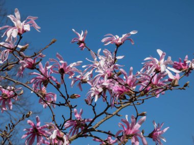 Çiçek açan yıldız manolyasının pembe yıldız şeklindeki çiçeklerinin yakın plan çekimi - Magnolia stellata cultivar 'Rosea' nın parlak güneş ışığı altında arka planda koyu mavi gökyüzü. Güzel manolya manzarası