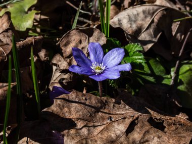 Anemone hepatikası (Anemone hepatica veya Hepatica nobilis) ormanın parlak güneş ışığında mor çiçeklerle açarak makro bir çekim yapar. Güzellik ve narin bahar çiçekleri.
