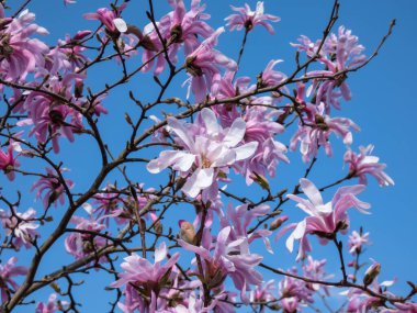 Çiçek açan yıldız manolyasının pembe yıldız şeklindeki çiçeklerinin yakın plan çekimi - Magnolia stellata cultivar 'Rosea' nın parlak güneş ışığı altında arka planda koyu mavi gökyüzü. Güzel manolya manzarası