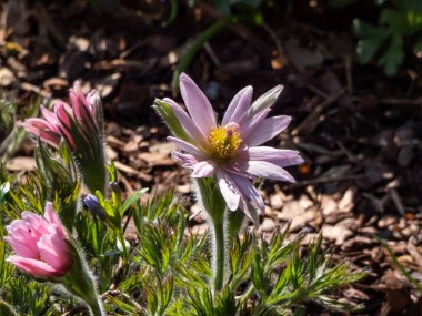 Güzel pembe Pasqueflower 'ın (Pulsatilla vulgaris) yakın plan çekimi.