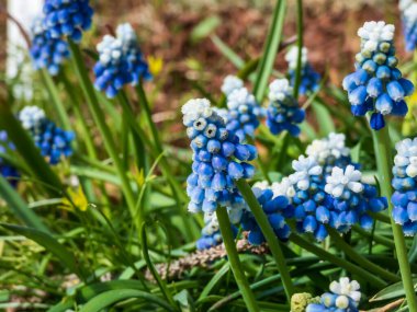 Bicolor üzümlü sümbül Muscari aucheri 'Mount Hood' un yakın çekimlerinde güzel, üzümlü, beyaz uçlu, beyaz çiçeklerle taçlandırılmış, yuvarlak mavi çiçek kümeleri vardır.