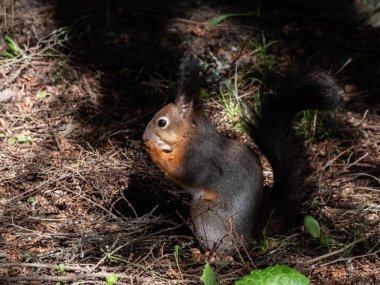 Kızıl Sincap 'ın (Sciurus vulgaris) yerde oturan kışlık gri ceketli ve parlak güneş ışığıyla kürkte görünen keneleri olan yakın çekim görüntüsü. Güzel hayvan manzarası