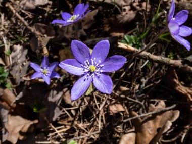 Anemone hepatikası (Anemone hepatica veya Hepatica nobilis) ormanın parlak güneş ışığında mor çiçeklerle açarak makro bir çekim yapar. Güzellik ve narin bahar çiçekleri.