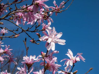 Çiçek açan yıldız manolyasının pembe yıldız şeklindeki çiçeklerinin yakın plan çekimi - Magnolia stellata cultivar 'Rosea' nın parlak güneş ışığı altında arka planda koyu mavi gökyüzü. Güzel manolya manzarası