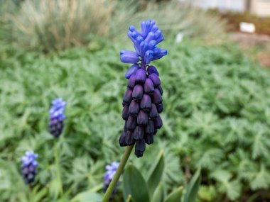 İki farklı çiçek türünü gösteren üzümlü sümbül (Muscari latifolium) tomurcuklarını yakından çek. Üstte açık mavi, altta ise ilkbaharın başlarında koyu mor-mavi çiçekler vardır.