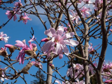 Çiçek açan yıldız manolyasının pembe yıldız şeklindeki çiçeklerinin yakın plan çekimi - Magnolia stellata cultivar 'Rosea' nın parlak güneş ışığı altında arka planda koyu mavi gökyüzü. Güzel manolya manzarası