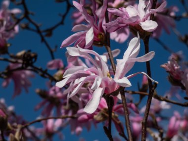 Çiçek açan yıldız manolyasının pembe yıldız şeklindeki çiçeklerinin yakın plan çekimi - Magnolia stellata cultivar 'Rosea' nın parlak güneş ışığı altında arka planda koyu mavi gökyüzü. Güzel manolya manzarası