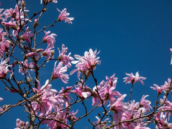Çiçek açan yıldız manolyasının pembe yıldız şeklindeki çiçeklerinin yakın plan çekimi - Magnolia stellata cultivar 'Rosea' nın parlak güneş ışığı altında arka planda koyu mavi gökyüzü. Güzel manolya manzarası