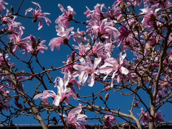 Çiçek açan yıldız manolyasının pembe yıldız şeklindeki çiçeklerinin yakın plan çekimi - Magnolia stellata cultivar 'Rosea' nın parlak güneş ışığı altında arka planda koyu mavi gökyüzü. Güzel manolya manzarası