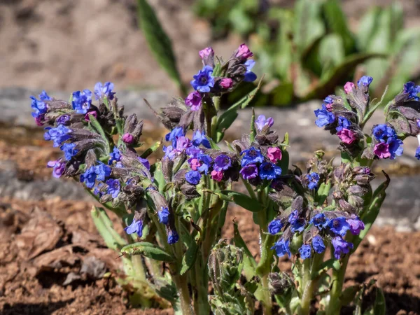 Yakın plan parlak mavi ve mor çiçekleri dar yapraklı akciğerotu veya mavi inek kayması (Pulmonaria angustifolia) ilkbaharın başlarında