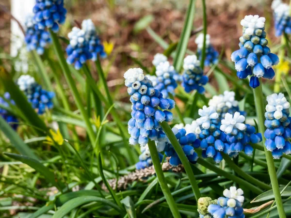 Bicolor üzümlü sümbül Muscari aucheri 'Mount Hood' un yakın çekimlerinde güzel, üzümlü, beyaz uçlu, beyaz çiçeklerle taçlandırılmış, yuvarlak mavi çiçek kümeleri vardır.
