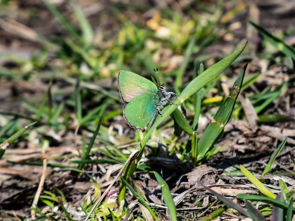 Makro Vacker Fjäril Den Gröna Hårstrimma Callophrys Rubi Sitter Grön — Stockfoto