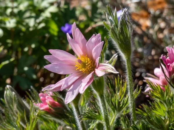 Close Shot Beautiful Pink Pasqueflower Pulsatilla Vulgaris Yellow Center Surrounded — Zdjęcie stockowe