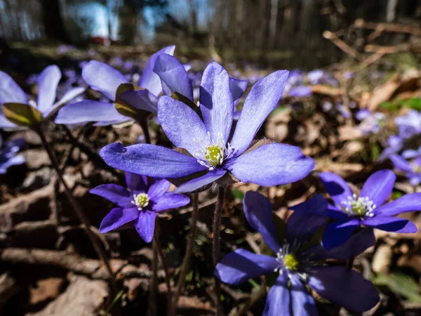 Macro Shot Common Hepatica Anemone Hepatica Hepatica Nobilis Blooming Purple — Zdjęcie stockowe