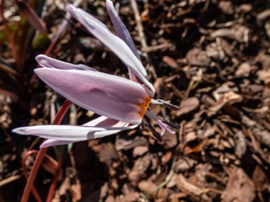 Köpek dişinin (Erythronium den-canis) yakın plan çekimi (Erythronium den-canis) 'Romanya' nın başıyla pembe, yıldız şeklinde yaprakları kıvrık ve beyaz liflerin üzerinde mor anterler bulunan çiçekleri