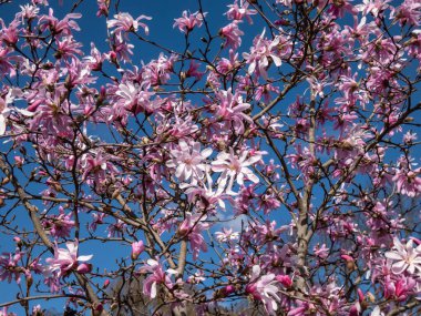 Çiçek açan yıldız manolyasının pembe yıldız şeklindeki çiçeklerinin yakın plan çekimi - Magnolia stellata cultivar 'Rosea' nın parlak güneş ışığı altında arka planda koyu mavi gökyüzü. Güzel manolya manzarası