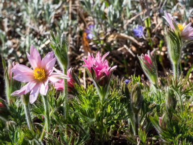 Güzel pembe Pasqueflower 'ın (Pulsatilla vulgaris) yakın plan çekimi.