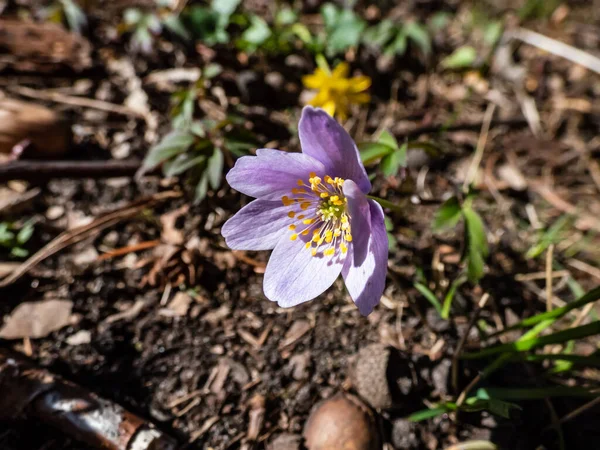 Ahşap şakayığın (Anemone nemorosa) parlak güneş ışığında çiçek açan mor ya da mor çizgili taç yapraklarıyla yakın plan çekimi. Bahar çiçeği manzarası