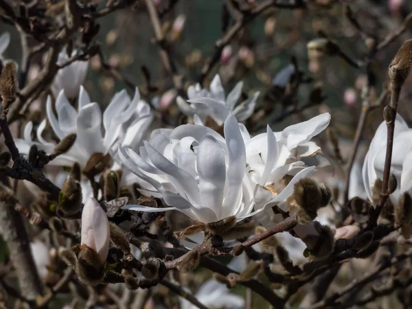 Білі Квіти Квітучими Квітами Mokyeon Або Kobus Magnolia Magnolia Kobus — стокове фото