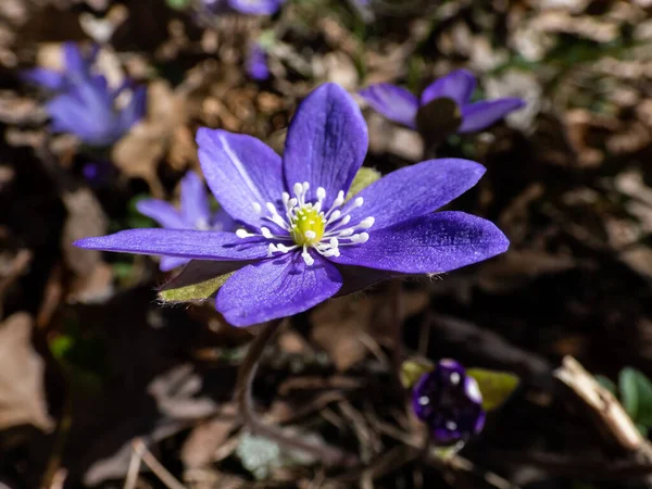 在森林里 普通肝细胞 Anemone Hepatica或Hepatica Nobilis 的宏观照片在明亮的阳光下绽放 开着紫色的花朵 花蕾和娇嫩的花春光背景 — 图库照片