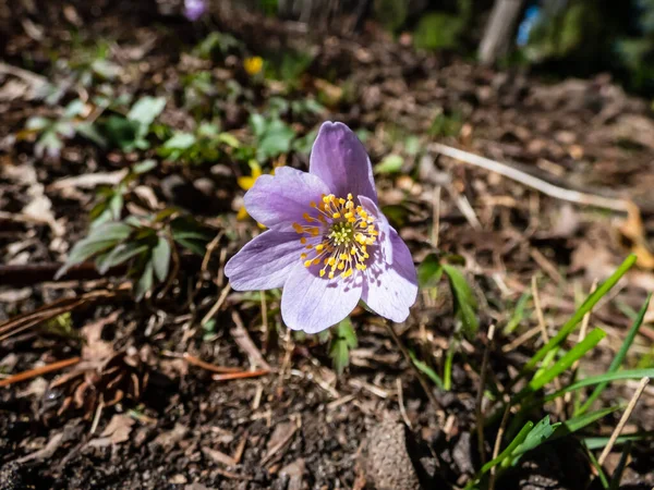 Ahşap şakayığın (Anemone nemorosa) parlak güneş ışığında çiçek açan mor ya da mor çizgili taç yapraklarıyla yakın plan çekimi. Bahar çiçeği manzarası
