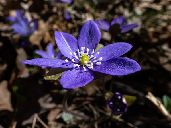 在森林里 普通肝细胞 Anemone Hepatica或Hepatica Nobilis 的宏观照片在明亮的阳光下绽放 开着紫色的花朵 花蕾和娇嫩的花春光背景 — 图库照片