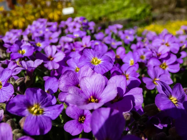 繊細で装飾的で常緑植物岩のクレスのマクロショット Aurieta Culturum 春に岩の庭でカーペットを形成する小さな青紫色の花を持つ 青の皇帝 — ストック写真