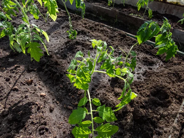 Small Tomato Plant Seedlings Growing Wet Soil Greenhouse Garden Bright — Zdjęcie stockowe