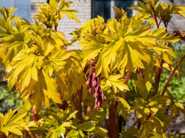 'Altın Kalpler' (Dicentra spectabilis) kanayan kalp bitkisinin parlak sarı yaprakları. Altın yapraklar ve şeftali rengi saplar, pembe çiçek tomurcukları ve beyaz yapraklar.