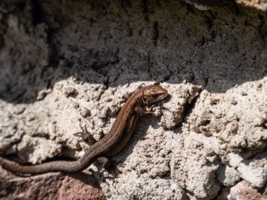 Genç Viviparous kertenkele ya da yaygın kertenkele (Zootoca vivivipara) baharın başlarında bahçedeki dikey kaya duvarında güneş banyosu yapıyor.