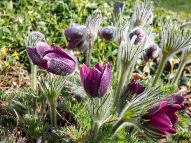 Pasqueflower Pulsatilla Hybrida 'nın yakın çekimi. Van der Elst 'Yalnız, kıllı çan şekilli veya bardak şeklinde baharın başında çiçek açan