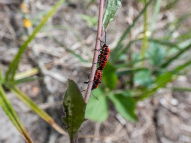 İki yetişkin Scarlet Shieldbug 'un (Eurydema dominulus) baharın başlarında bir bitki sapında çiftleşmelerini yakından çek