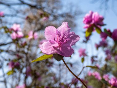 Geniş yapraklı her zaman yeşil çalı Dağ fetterbush veya dağ andromeda (pieris floribunda) yakın çekim ereksiyon veya sadece bahar aylarında beyaz kül şeklindeki çiçek panikleme