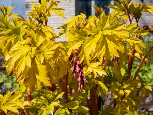 Λαμπερά Κίτρινα Φύλλα Της Αιμόφυρτης Ποικιλίας Φυτών Της Καρδιάς Dicentra — Φωτογραφία Αρχείου