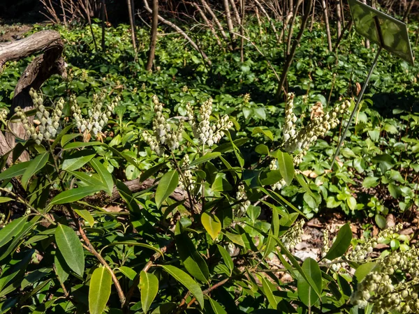 Close Shot Broadleaf Evergreen Shrub Mountain Fetterbush Mountain Andromeda Pieris — Foto de Stock