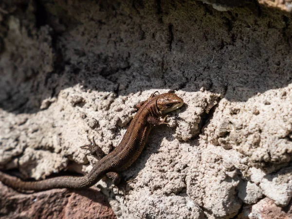 Genç Viviparous kertenkele ya da yaygın kertenkele (Zootoca vivivipara) baharın başlarında bahçedeki dikey kaya duvarında güneş banyosu yapıyor.
