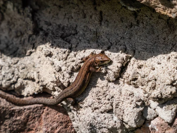 Genç Viviparous kertenkele ya da yaygın kertenkele (Zootoca vivivipara) baharın başlarında bahçedeki dikey kaya duvarında güneş banyosu yapıyor.