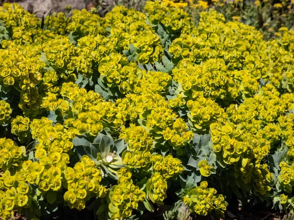 Миртовый Шпрот Euphorbia Myrsinites Плавает Саду Ярком Солнечном Свете Вечно — стоковое фото