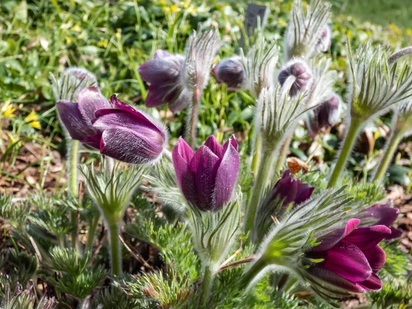 Pasqueflower Pulsatilla Hybrida 'nın yakın çekimi. Van der Elst 'Yalnız, kıllı çan şekilli veya bardak şeklinde baharın başında çiçek açan