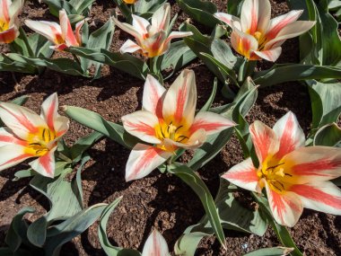 Canlı lale Quebec 'e yakın çekim. Çiçek, taç yapraklarında kırmızı pastel bir kırmızı ve bahar aylarında parlak güneş ışığında kanarya sarısı bir taban ile kaymak gibi beyazdır.