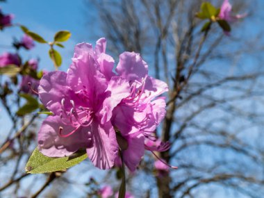 Dahurian veya Daurian rhododendron 'un (Rhododendron dahuricum veya dauricum) mor-pembe çiçeklerine yakın plan çekimleri bahar başında çiçek açar.