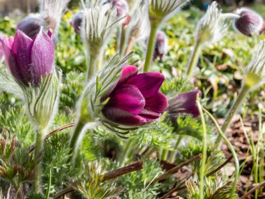 Pasqueflower Pulsatilla Hybrida 'nın yakın çekimi. Van der Elst 'Yalnız, kıllı çan şekilli veya bardak şeklinde baharın başında çiçek açan